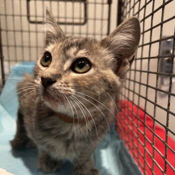 IVHS-Stray-139810 -  Domestic Short Hair Cat for Adoption in San Gabriel, California - IVHS-Stray-139810 | PetCurious