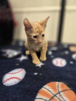 CHEESE -  Domestic Short Hair Cat for Adoption in Palmetto, Florida - CHEESE | PetCurious
