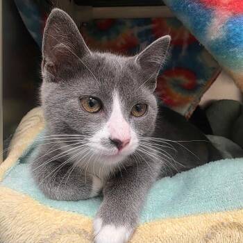 Snowy -  Domestic Short Hair Cat for Adoption in Milan, Illinois - Snowy | PetCurious