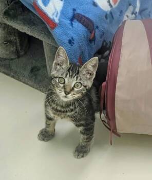 Engine Bay -  Domestic Short Hair Cat for Adoption in Colonial Heights, Virginia - Engine Bay | PetCurious