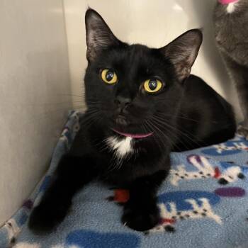 Dandelion -  Domestic Short Hair Cat for Adoption in Fairport, New York - Dandelion | PetCurious