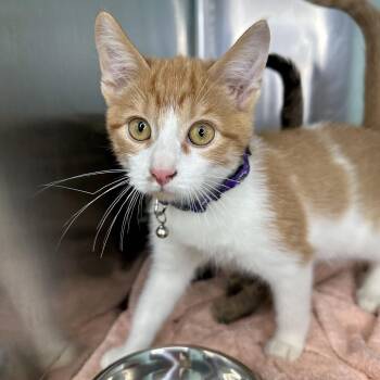 Goblin -  Domestic Medium Hair Cat for Adoption in Matteson, Illinois - Goblin | PetCurious