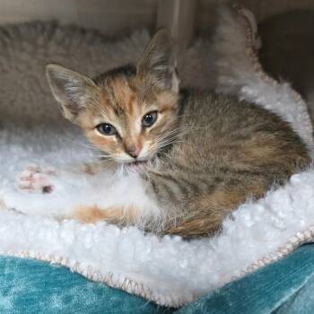 Dot -  Domestic Short Hair Cat Available for Adoption - Dot | PetCurious