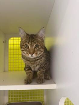 Rocky -  Domestic Short Hair Cat for Adoption in Fort Myers, Florida - Rocky | PetCurious
