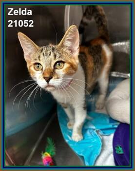 ZELDA -  Domestic Short Hair and Calico Cat for Adoption in Marietta, Georgia - ZELDA | PetCurious