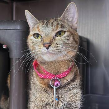 Domestic Short Hair Cats Available for Adoption - Lampita | PetCurious