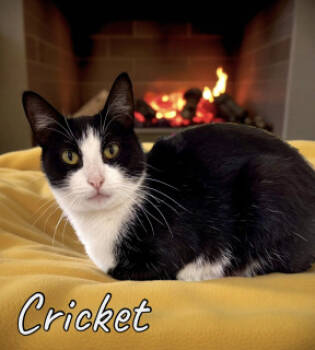 Rescue Domestic Short Hair Cats for Adoption in Joplin, Missouri - Cricket 125504 | PetCurious