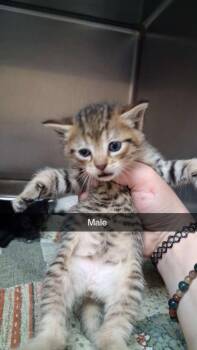 Domestic Short Hair Cats Available for Adoption in Burnsville, North Carolina - Jasper | PetCurious