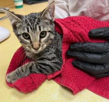 CINNAMON TOAST -  Domestic Short Hair Cat for Adoption in Colorado Springs, Colorado - CINNAMON TOAST | PetCurious