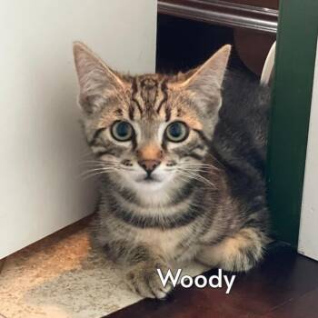 Woody (Courtesy Posting) -  Tabby and Domestic Short Hair Cat for Adoption in Hermosa Beach, California - Woody (Courtesy Posting) | PetCurious