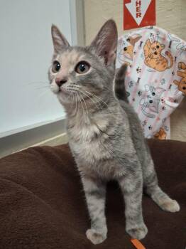 Hazel -  Tortoiseshell Cat for Adoption in Parlier, California - Hazel | PetCurious