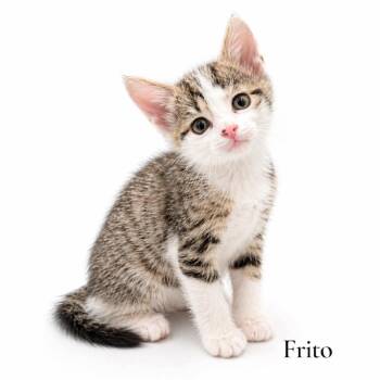 Domestic Short Hair Cats Available for Adoption in Stevensville, Michigan - Frito | PetCurious