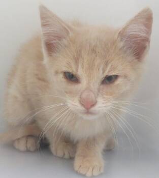 Parker -  Domestic Short Hair Cat for Adoption in Lexington, Virginia - Parker | PetCurious