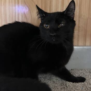Shadow -  Domestic Short Hair Cat for Adoption in Yucca Valley, California - Shadow | PetCurious