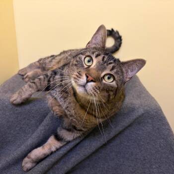 Mack -  Domestic Short Hair Cat for Adoption in Bedford, New Hampshire - Mack | PetCurious