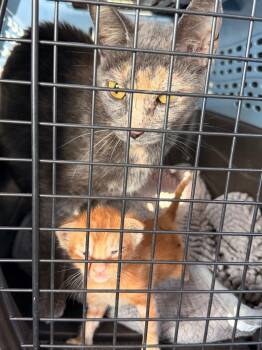 *Mozzarell -  Domestic Short Hair Cat for Adoption in Newnan, Georgia - *Mozzarell | PetCurious
