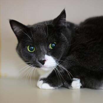 Julie -  Domestic Short Hair Cat for Adoption in Idaho Falls, Idaho - Julie | PetCurious