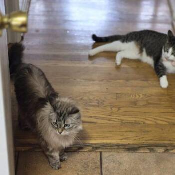 Luna -  Domestic Short Hair Cat for Adoption in Gaithersburg, Maryland - Luna | PetCurious