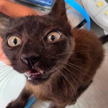Long -  Domestic Short Hair Cat for Adoption in Leander, Texas - Long | PetCurious