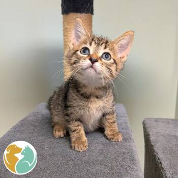 Meadow -  Domestic Short Hair Cat for Adoption in Toledo, Ohio - Meadow | PetCurious