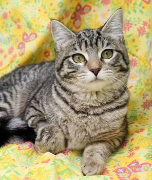 Domestic Short Hair Cats Available for Adoption in Tierra Verde, Florida - Alice Wonderland | PetCurious