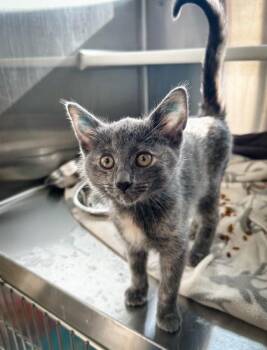 Florence -  Domestic Short Hair Cat for Adoption in Westland, Michigan - Florence | PetCurious