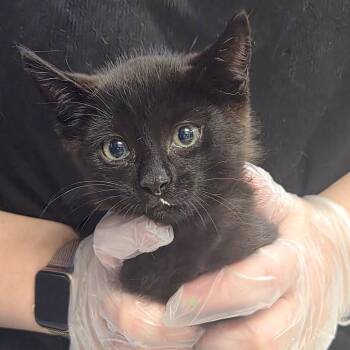 Bullseye -  Domestic Short Hair Cat for Adoption in Newark, New Jersey - Bullseye | PetCurious