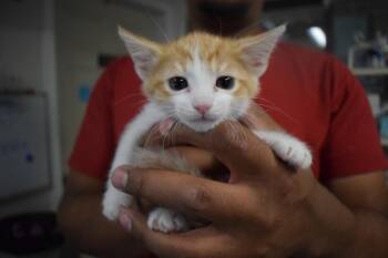 Hannah (Molly K2) -  Domestic Short Hair Cat for Adoption in Pahrump, Nevada - Hannah (Molly K2) | PetCurious