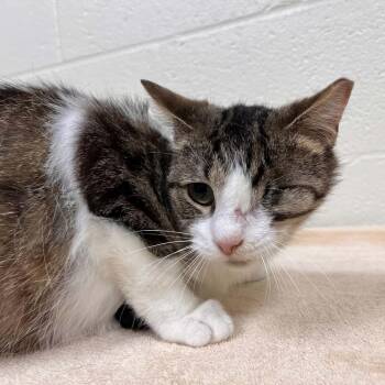 Domestic Short Hair Cats Available for Adoption in Lyndhurst, Virginia - Scout | PetCurious