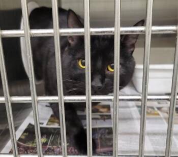 Domestic Short Hair Cats Available for Adoption in Anchorage, Alaska - BUCKLEY | PetCurious