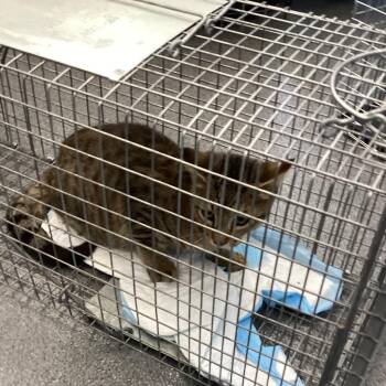 Junior -  Domestic Short Hair Cat for Adoption in Montgomery, Alabama - Junior | PetCurious