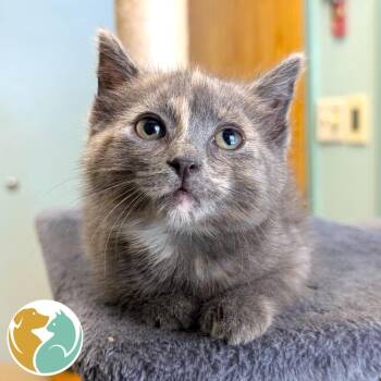 Spunkz -  Domestic Short Hair Cat for Adoption in Toledo, Ohio - Spunkz | PetCurious