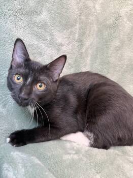 Sylvester -  Domestic Short Hair and Tuxedo Cat for Adoption in Greensboro, North Carolina - Sylvester | PetCurious