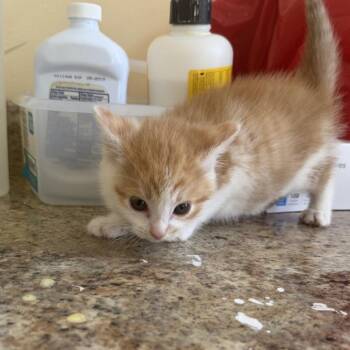 Domestic Short Hair Cats Available for Adoption in Corinth, Mississippi - Simba | PetCurious