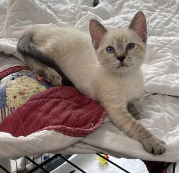 Coco the Lynx Point Siamese -  Domestic Short Hair and Siamese Cat for Adoption in Oviedo, Florida - Coco The Lynx Point Siamese | PetCurious