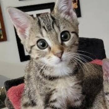 Rescue Domestic Short Hair Cats for Adoption in Sandy Springs, Georgia - Button | PetCurious