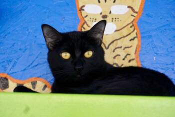 Domestic Short Hair Cats Available for Adoption - Raven | PetCurious