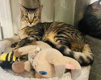 Rescue Domestic Short Hair Cats for Adoption in Long Beach, Mississippi - Puck | PetCurious