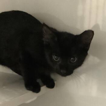 Mars (green collar) -  Domestic Short Hair Cat for Adoption in Redwood City, California - Mars (green Collar) | PetCurious