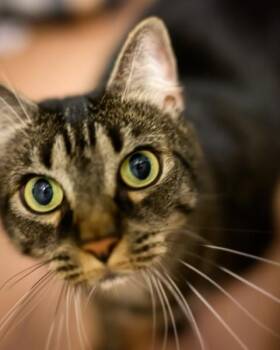 Juliette -  Domestic Short Hair Cat for Adoption in Duluth, Georgia - Juliette | PetCurious