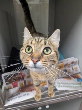 Domestic Short Hair Cats Available for Adoption in Louisburg, North Carolina - Olive | PetCurious