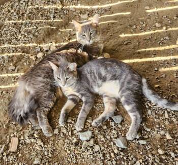 Tommy & Cassie -  Domestic Medium Hair Cat for Adoption in Fort Payne, Alabama - Tommy & Cassie | PetCurious