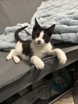 Sully -  Domestic Short Hair Cat for Adoption in Port Republic, Maryland - Sully | PetCurious