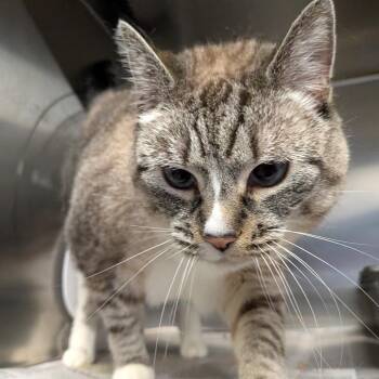 Yin *Bonded with Yang* -  Siamese and Domestic Short Hair Cat for Adoption in Kennebunk, Maine - Yin *Bonded With Yang* | PetCurious