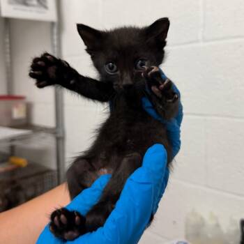 Big Mac -  Domestic Short Hair Cat for Adoption in Edinburg, Texas - Big Mac | PetCurious