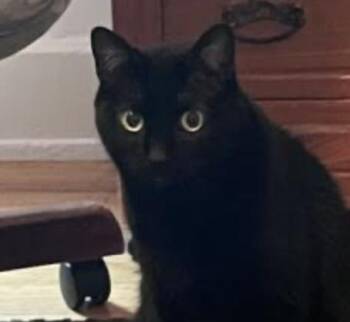 Rozamund Kittington -  Domestic Short Hair Cat Available for Adoption in Cincinnati, Ohio - Rozamund Kittington | PetCurious