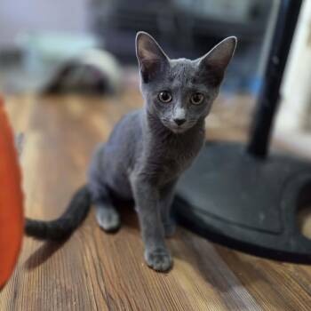 DIZZY -  Domestic Short Hair Cat for Adoption in Loveland, Colorado - DIZZY | PetCurious
