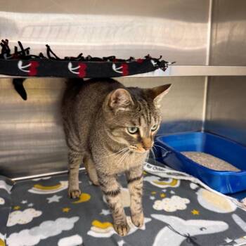 Cannoli -  Domestic Short Hair Cat Available for Adoption in Buffalo, New York - Cannoli | PetCurious