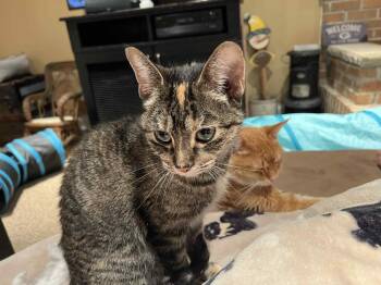 Rescue Domestic Short Hair Cats for Adoption in Taycheedah, Wisconsin - Moe | PetCurious