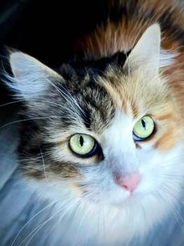 Nessa -  Domestic Long Hair and Maine Coon Cat for Adoption in North East, Maryland - Nessa | PetCurious